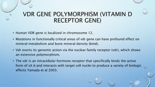 VDR GENE POLYMORPHISM (VITAMIN D
RECEPTOR GENE)
• Human VDR gene is localized in chromosome 12.
• Mutations in functionally critical areas of vdr gene can have profound effect on
mineral metabolism and bone mineral density (bmd).
• Vdr exerts its genomic action via the nuclear family receptor (vdr), which shows
an extensive polymorphism.
• The vdr is an intracellular hormone receptor that specifically binds the active
form of vit d and interacts with target cell nuclei to produce a variety of biologic
effects Yamada et al 2003.
 
