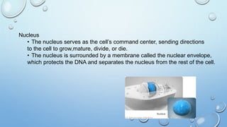 Nucleus
• The nucleus serves as the cell’s command center, sending directions
to the cell to grow,mature, divide, or die.
• The nucleus is surrounded by a membrane called the nuclear envelope,
which protects the DNA and separates the nucleus from the rest of the cell.
 