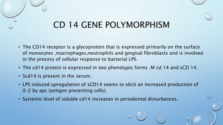CD 14 GENE POLYMORPHISM
• The CD14 receptor is a glycoprotein that is expressed primarily on the surface
of monocytes ,macrophages,neutrophils and gingival fibroblasts and is involved
in the process of cellular response to bacterial LPS.
• The cd14 protein is expressed in two phenotypic forms .M cd 14 and sCD 14.
• Scd14 is present in the serum.
• LPS induced upregulation of sCD14 seems to elicit an increased production of
il-2 by apc (antigen presenting cells).
• Systemic level of soluble cd14 increases in periodontal disturbances.
 