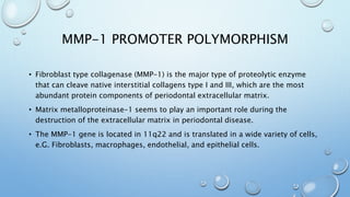 MMP-1 PROMOTER POLYMORPHISM
• Fibroblast type collagenase (MMP-1) is the major type of proteolytic enzyme
that can cleave native interstitial collagens type I and III, which are the most
abundant protein components of periodontal extracellular matrix.
• Matrix metalloproteinase-1 seems to play an important role during the
destruction of the extracellular matrix in periodontal disease.
• The MMP-1 gene is located in 11q22 and is translated in a wide variety of cells,
e.G. Fibroblasts, macrophages, endothelial, and epithelial cells.
 