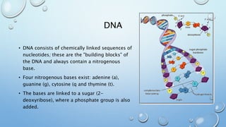 DNA
• DNA consists of chemically linked sequences of
nucleotides; these are the "building blocks" of
the DNA and always contain a nitrogenous
base.
• Four nitrogenous bases exist: adenine (a),
guanine (g), cytosine (q and thymine (t).
• The bases are linked to a sugar (2-
deoxyribose), where a phosphate group is also
added.
 