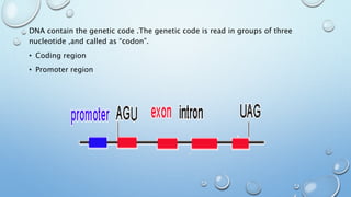 DNA contain the genetic code .The genetic code is read in groups of three
nucleotide ,and called as “codon”.
• Coding region
• Promoter region
 