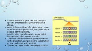 • Variant forms of a gene that can occupy a
specific chromosal site (locus) are called
alleles.
• when different alleles of a given gene co-ex-
ist in the human population, we speak about
genetic polymorphisms.
• An alteration that changes in single point
base pair is called a point mutation
• The most common class of point mutations
is the transition, comprising the substitution
of one nucleotide with another
• Termed as single nucleotide polymorphism
 