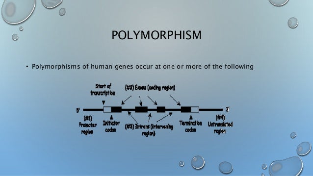 Genetic polymorphism