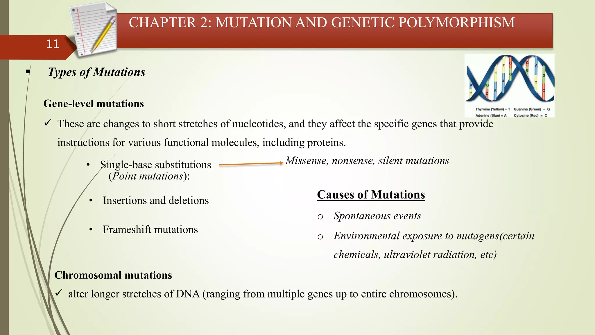 11
CHAPTER 2: MUTATION AND GENETIC POLYMORPHISM
 Types of Mutations
Gene-level mutations
 These are changes to short stretches of nucleotides, and they affect the specific genes that provide
instructions for various functional molecules, including proteins.
Chromosomal mutations
 alter longer stretches of DNA (ranging from multiple genes up to entire chromosomes).
• Single-base substitutions
(Point mutations):
Missense, nonsense, silent mutations
• Insertions and deletions
• Frameshift mutations
Causes of Mutations
o Spontaneous events
o Environmental exposure to mutagens(certain
chemicals, ultraviolet radiation, etc)
 