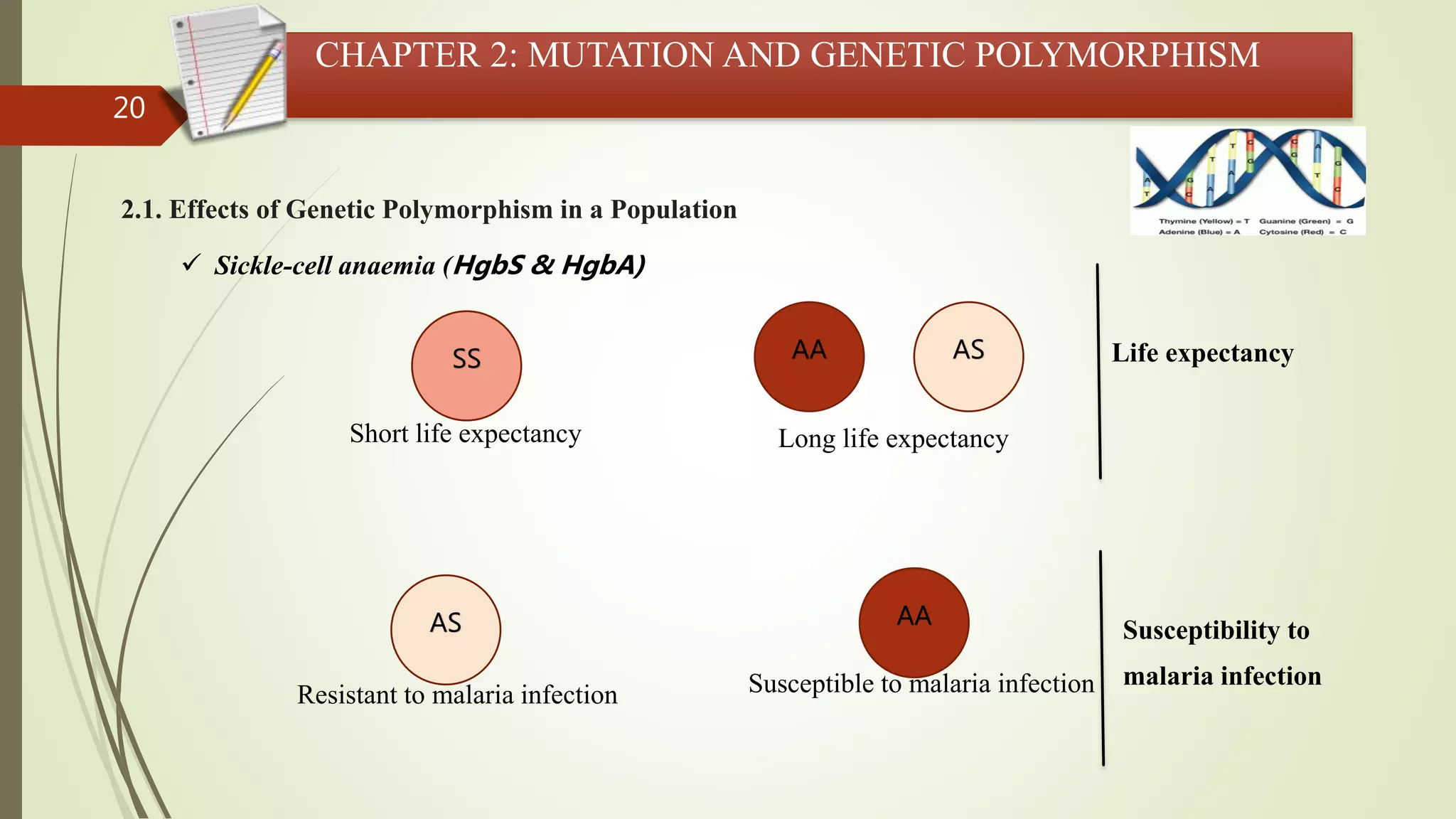 20
CHAPTER 2: MUTATION AND GENETIC POLYMORPHISM
2.1. Effects of Genetic Polymorphism in a Population
 Sickle-cell anaemia (HgbS & HgbA)
AAAS
Short life expectancy
SS
Resistant to malaria infection
AA AS
Susceptible to malaria infection
Long life expectancy
Life expectancy
Susceptibility to
malaria infection
 
