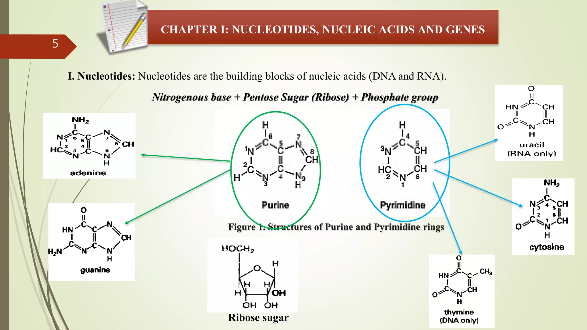 5
CHAPTER I: NUCLEOTIDES, NUCLEIC ACIDS AND GENES
I. Nucleotides: Nucleotides are the building blocks of nucleic acids (DNA and RNA).
Figure 1. Structures of Purine and Pyrimidine rings
Nitrogenous base + Pentose Sugar (Ribose) + Phosphate group
Ribose sugar
 