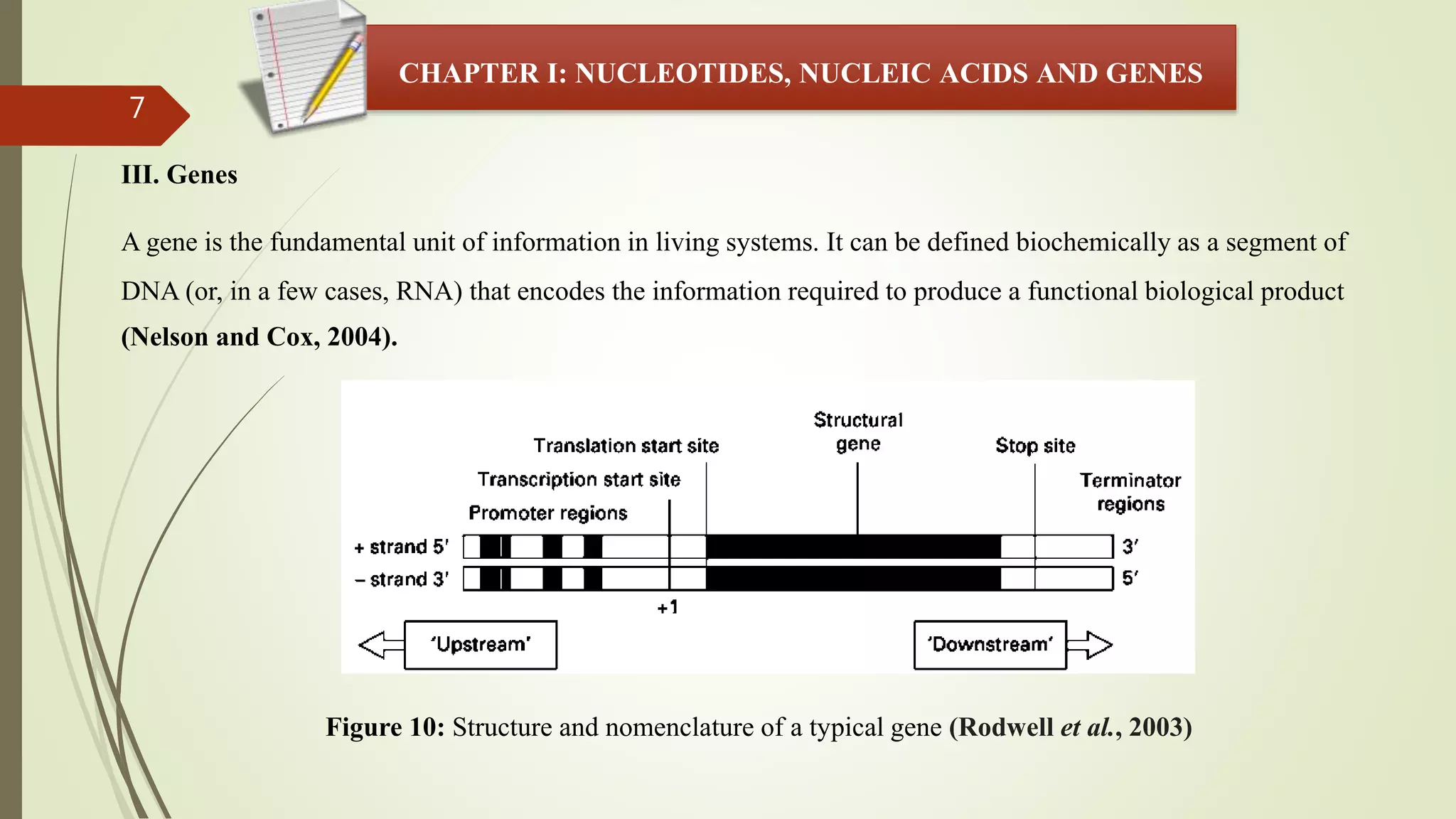 7
CHAPTER I: NUCLEOTIDES, NUCLEIC ACIDS AND GENES
III. Genes
A gene is the fundamental unit of information in living systems. It can be defined biochemically as a segment of
DNA (or, in a few cases, RNA) that encodes the information required to produce a functional biological product
(Nelson and Cox, 2004).
Figure 10: Structure and nomenclature of a typical gene (Rodwell et al., 2003)
 