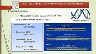 15
CHAPTER 2: MUTATION AND GENETIC POLYMORPHISM
2- Genetic polymorphisms
 Microsatellite variation (tandem repeat of 1 – 4bp)
 