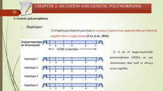 16
CHAPTER 2: MUTATION AND GENETIC POLYMORPHISM
2- Genetic polymorphisms
 Haplotypes
1) A haplotype (haploid genotype) is a group of genes in an organism that are inherited
together from a single parent (Cox et al., 2016).
2) A set of single-nucleotide
polymorphisms (SNPs) on one
chromosome that tend to always
occur together.
 