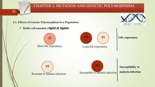 20
CHAPTER 2: MUTATION AND GENETIC POLYMORPHISM
2.1. Effects of Genetic Polymorphism in a Population
 Sickle-cell anaemia (HgbS & HgbA)
AAAS
Short life expectancy
SS
Resistant to malaria infection
AA AS
Susceptible to malaria infection
Long life expectancy
Life expectancy
Susceptibility to
malaria infection
 