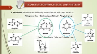 5
CHAPTER I: NUCLEOTIDES, NUCLEIC ACIDS AND GENES
I. Nucleotides: Nucleotides are the building blocks of nucleic acids (DNA and RNA).
Figure 1. Structures of Purine and Pyrimidine rings
Nitrogenous base + Pentose Sugar (Ribose) + Phosphate group
Ribose sugar
 