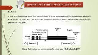 7
CHAPTER I: NUCLEOTIDES, NUCLEIC ACIDS AND GENES
III. Genes
A gene is the fundamental unit of information in living systems. It can be defined biochemically as a segment of
DNA (or, in a few cases, RNA) that encodes the information required to produce a functional biological product
(Nelson and Cox, 2004).
Figure 10: Structure and nomenclature of a typical gene (Rodwell et al., 2003)
 