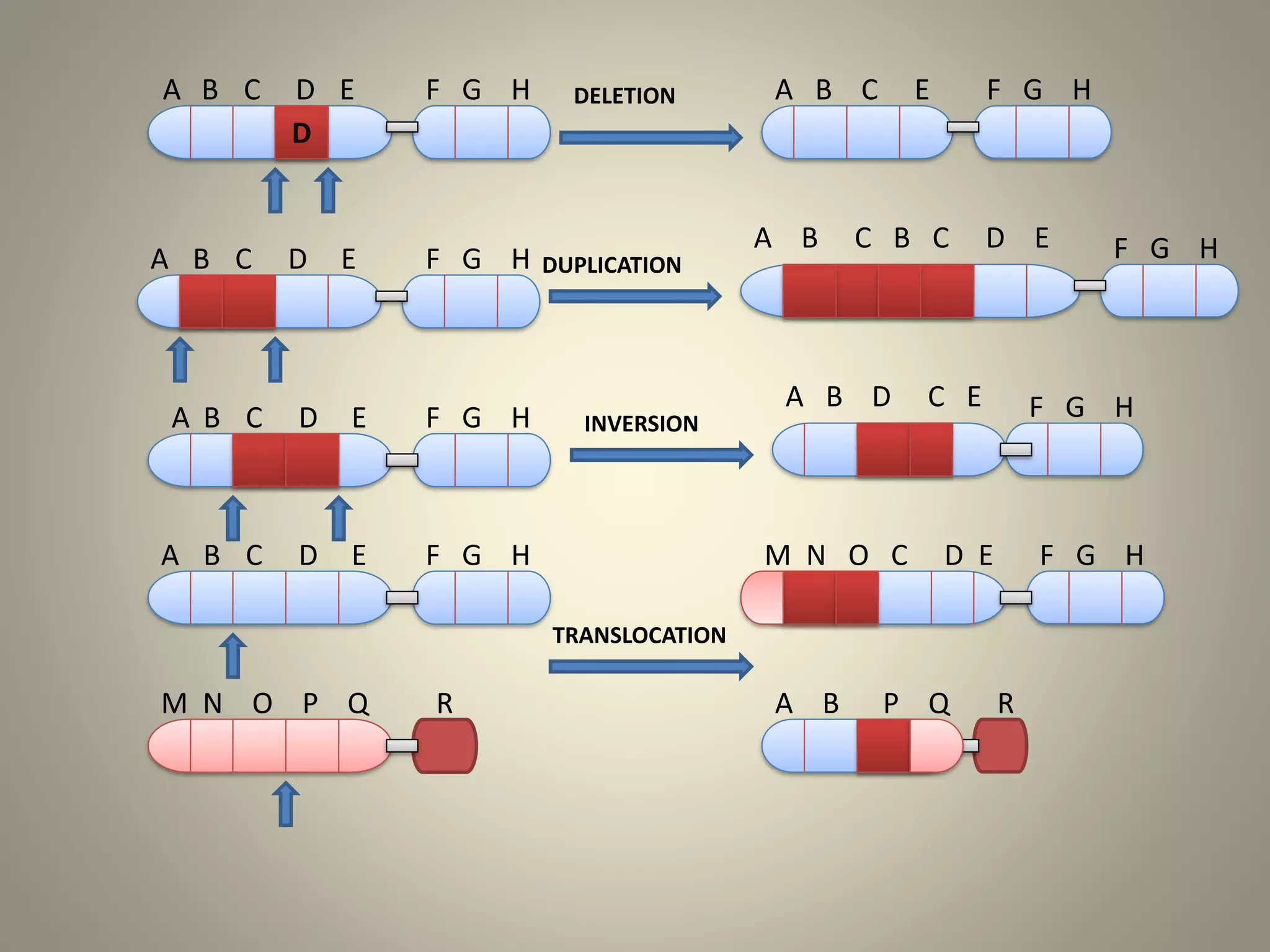 A B C D E
A B
B
B
A
A
C
C
C
D
D
D
E
E
E F G H
F G H
F G H
F G H F G H
F G H
F G H
F G H
A B C E
A B C B C D E
A B D C E
M N O C D E
A B P Q RM N O P Q R
DELETION
DUPLICATION
INVERSION
TRANSLOCATION
D
 