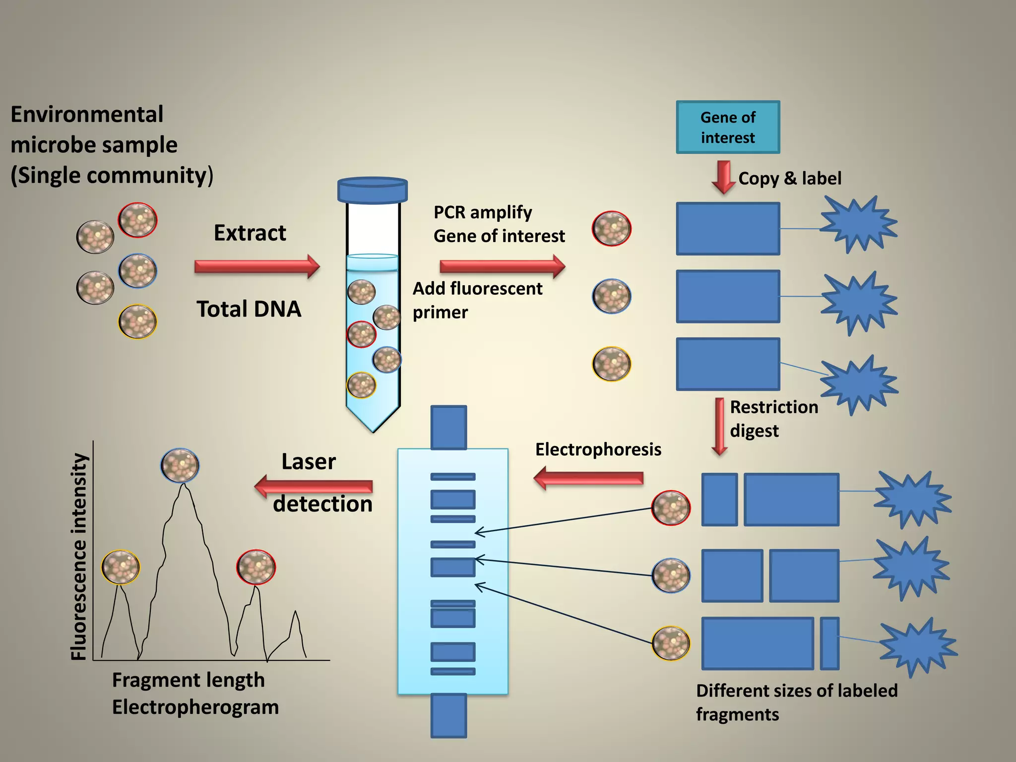 Gene of
interest
Environmental
microbe sample
(Single community)
Extract
Total DNA
PCR amplify
Gene of interest
Add fluorescent
primer
Copy & label
Restriction
digest
Different sizes of labeled
fragments
Electrophoresis
Laser
detection
Fragment length
Electropherogram
Fluorescenceintensity
 