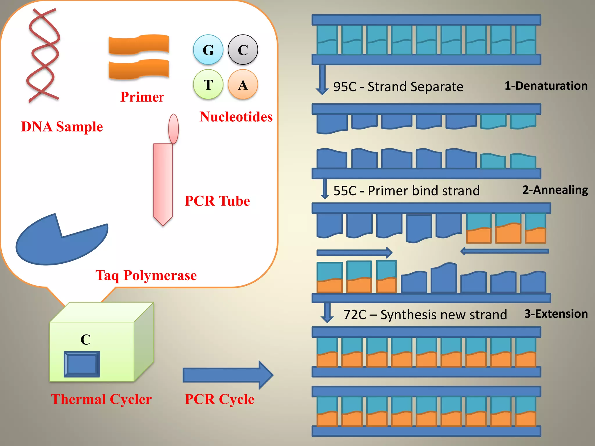 Thermal Cycler PCR Cycle
Taq Polymerase
PCR Tube
Primer
G
T
C
A
Nucleotides
DNA Sample
C
95C - Strand Separate 1-Denaturation
2-Annealing
3-Extension
55C - Primer bind strand
72C – Synthesis new strand
 