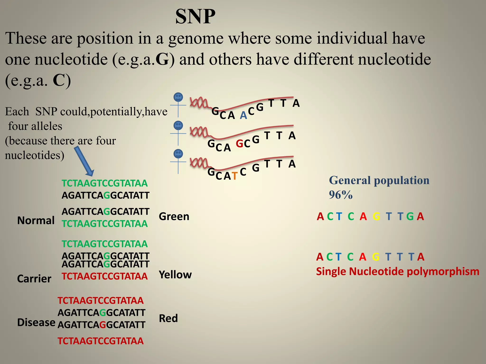 GCA
T
GCG T A
GCA
T
T C G T A
GCA
T
ACG T A
TCTAAGTCCGTATAA
AGATTCAGGCATATT
TCTAAGTCCGTATAA
TCTAAGTCCGTATAA
AGATTCAGGCATATT
TCTAAGTCCGTATAA
TCTAAGTCCGTATAA
AGATTCAGGCATATT
TCTAAGTCCGTATAA
Green
Yellow
Red
Normal
Carrier
Disease
A C T C A G T T T A
Single Nucleotide polymorphism
SNP
These are position in a genome where some individual have
one nucleotide (e.g.a.G) and others have different nucleotide
(e.g.a. C)
AGATTCAGGCATATT
AGATTCAGGCATATT
AGATTCAGGCATATT
Each SNP could,potentially,have
four alleles
(because there are four
nucleotides)
A C T C A G T T G A
General population
96%
 