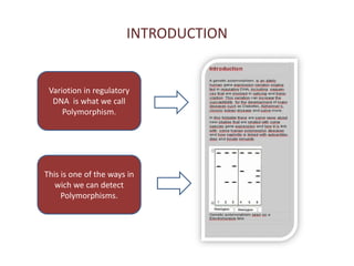 INTRODUCTIONVariotion in regulatory DNA  iswhatwecallPolymorphism.Thisisone of theways in wichwe can detect  Polymorphisms.