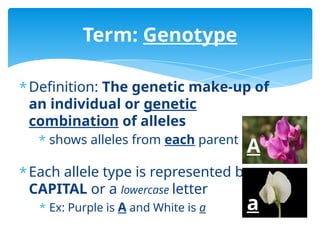 Genetic Probability and Inheritance, monohybrid and dihybrid crosses | PPTX