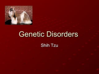 Genetic Disorders
      Shih Tzu
 