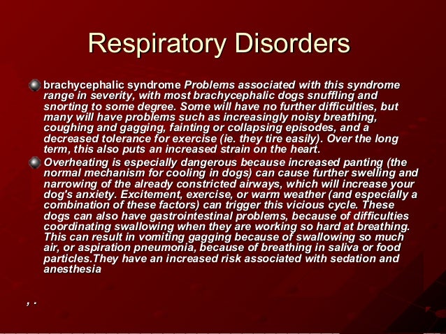 shih tzu disorders genetic disorders shih tzu shih tzu disorders genetic disorders shih tzu