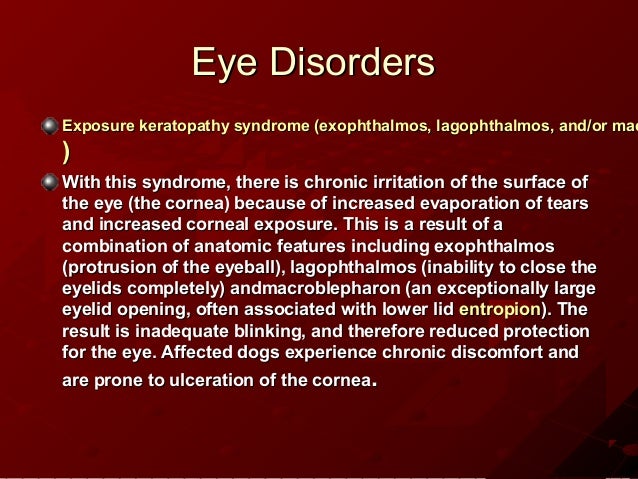 shih tzu disorders genetic disorders shih tzu shih tzu disorders genetic disorders shih tzu