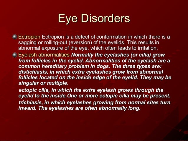 shih tzu disorders genetic disorders shih tzu shih tzu disorders genetic disorders shih tzu