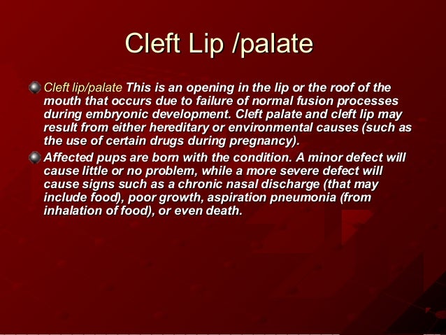 shih tzu breathing problems symptoms genetic disorders shih tzu shih tzu breathing problems symptoms genetic disorders shih tzu