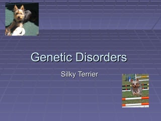 Genetic Disorders
     Silky Terrier
 