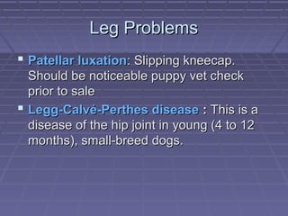 Leg Problems
 Patellar luxation: Slipping kneecap.
  Should be noticeable puppy vet check
  prior to sale
 Legg-Calvé-Perthes disease : This is a
  disease of the hip joint in young (4 to 12
  months), small-breed dogs.
 