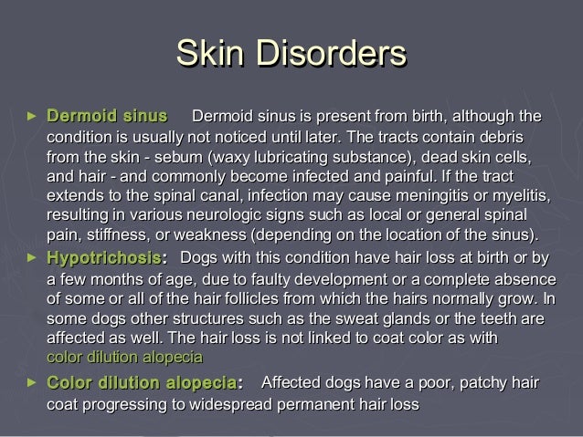 skin problems in yorkies genetic disorders terrier skin problems in yorkies genetic disorders terrier