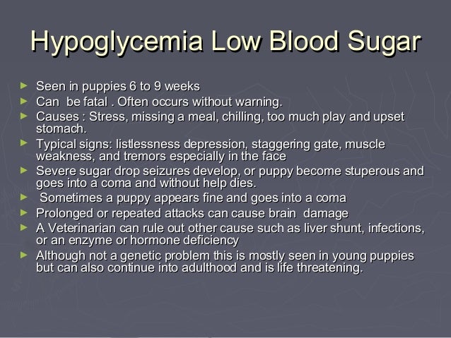 low blood sugar in yorkies genetic disorders terrier low blood sugar in yorkies genetic disorders terrier