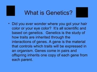 What is Genetics? Did you ever wonder where you got your hair color or your eye color?  It’s all scientific and based on genetics.  Genetics is the study of how traits are inherited through the interactions of genes. A gene is the material that controls which traits will be expressed in an organism. Genes come in pairs and offspring inherits one copy of each gene from each parent. 