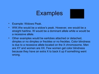 Examples Example: Widows Peak. WW,Ww would be a widow’s peak. However, ww would be a straight hairline. W would be a dominant allele while w would be a recessive allele.  Other examples would be earlobes attached or detached, dimples or no dimples or freckles or no freckles. Color blindness is due to a recessive allele located on the X chromosome. Men are XY and women are XX. Few women get color blindness because they have an extra X to back it up if something went wrong. 