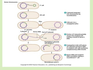 Recombination Drawing Example Genetic recombination | PDF