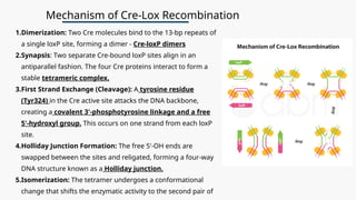Comprehensive Overview of Genetic Recombination Mechanisms and Their ...