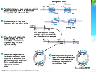 Genetic recombination and genetic engineering | PPT