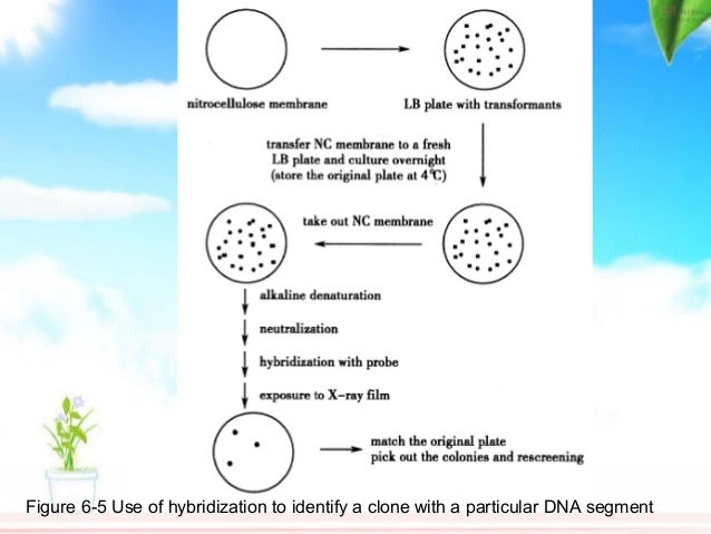 which three processes are methods of genetic recombination which three processes are methods of genetic recombination