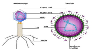 Genetic recombination in bacteria