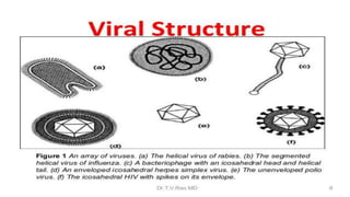 Genetic recombination in bacteria