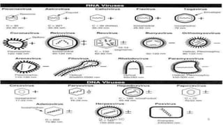 Genetic recombination in bacteria
