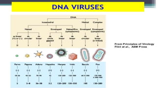 Genetic recombination in bacteria