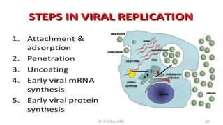 Genetic recombination in bacteria
