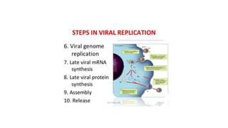 Genetic recombination in bacteria