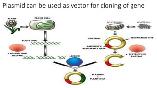 Plasmid can be used as vector for cloning of gene
 