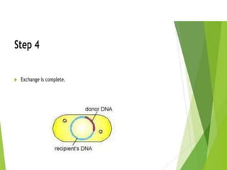 Genetic recombination  in bacteria  .pptx
