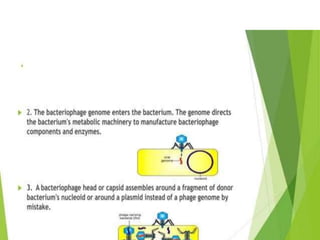 Genetic recombination  in bacteria  .pptx
