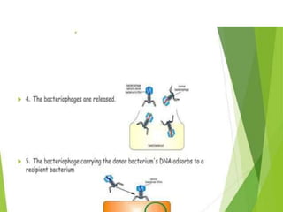 Genetic recombination  in bacteria  .pptx
