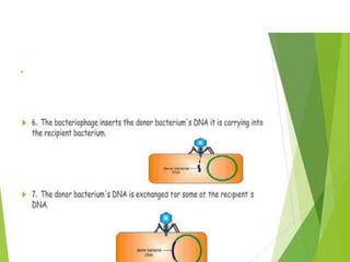Genetic recombination  in bacteria  .pptx