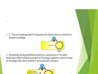 Genetic recombination  in bacteria  .pptx